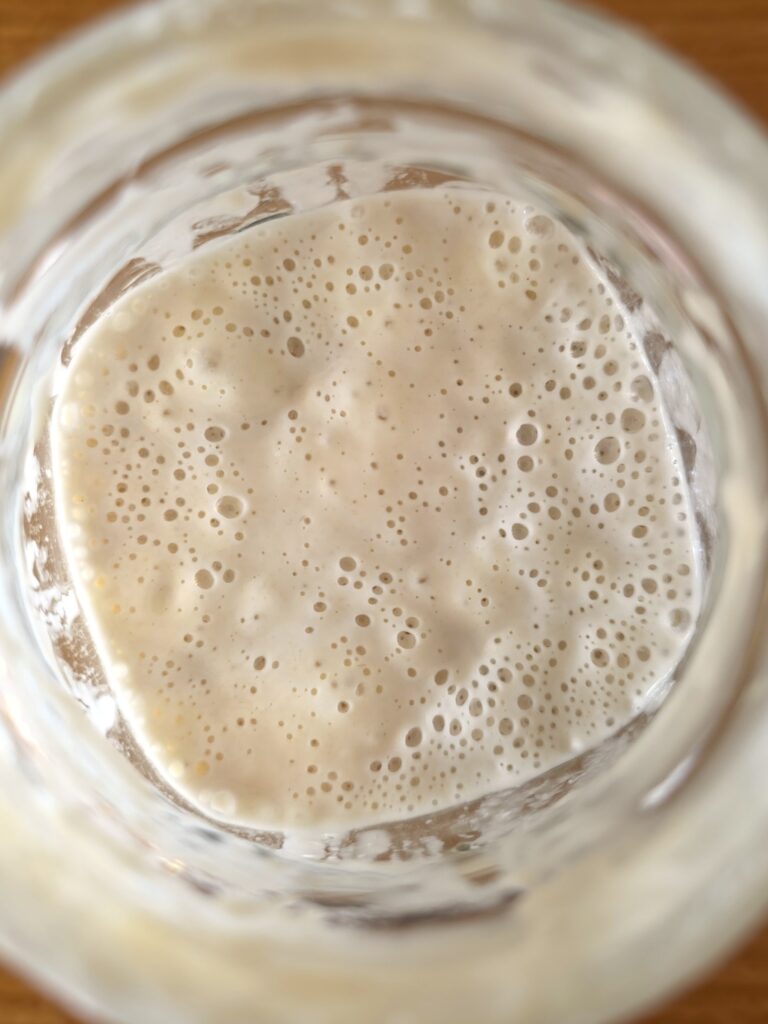 Healthy active sourdough starter with gas bubbles at the top and throughout, risen, peaked, and ready to bake sourdough bread with
